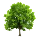 pngtree-adorable-green-tree-png-image_11593973.webp